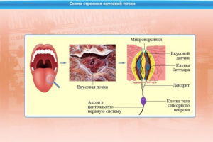 Интерактивные курсы. Биология 10 класс. Расширенный. - fgospostavki.ru - Ейск
