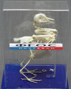 Скелет голубя - fgospostavki.ru - Ейск