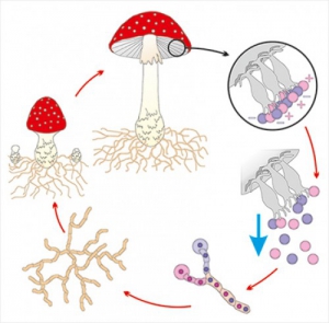 Модель-аппликация Размножение шляпочного гриба - fgospostavki.ru - Ейск