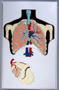 Модель барельефная "Строение легких" - fgospostavki.ru - Ейск