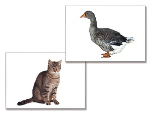 Дидактическое пособие "Домашние животные" (24 карточки) - fgospostavki.ru - Ейск