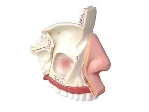 Модель носа в разрезе - fgospostavki.ru - Ейск