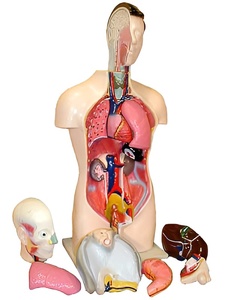 Торс человека разборный (42 см.) - fgospostavki.ru - Ейск