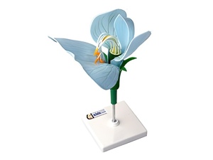 Модель цветка гороха - fgospostavki.ru - Ейск