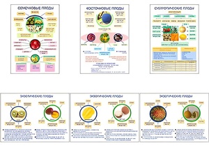 Плакаты ПРОФТЕХ "Плоды" (6 пл, винил, 70х100) - fgospostavki.ru - Ейск