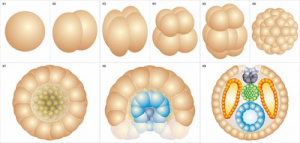 Модель-аппликация Размножение и развитие хордовых - fgospostavki.ru - Ейск