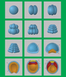 Модель-аппликация "Размножение и развитие хордовых" (набор из 12 карт) - fgospostavki.ru - Ейск