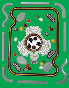 Модель-аппликация "Строение клетки" (набор из 54 пластмассовых фигур) - fgospostavki.ru - Ейск