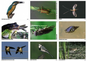 Комплект таблиц Природные зоны России. Сообщества (комплект 18 таблиц) - fgospostavki.ru - Ейск