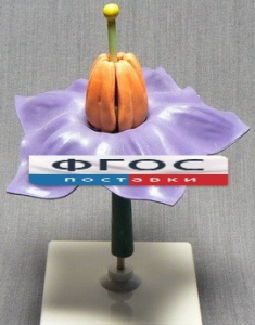 Модель "Цветок картофеля" - fgospostavki.ru - Ейск