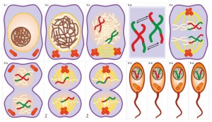 Модель-аппликация Деление клетки. Митоз и мейоз - fgospostavki.ru - Ейск