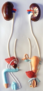 Модель барельефная "Мочевыделительная система" - fgospostavki.ru - Ейск