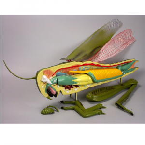 Модель "Кузнечик" - fgospostavki.ru - Ейск