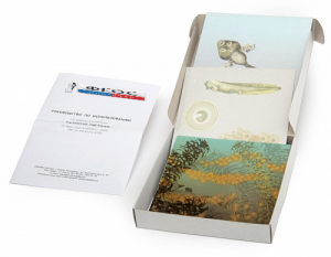 Модель-аппликация "Развитие лягушки" (набор из 10 карт) - fgospostavki.ru - Ейск