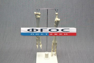 Скелет конечности овцы (передняя и задняя) на подставке - fgospostavki.ru - Ейск