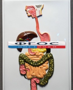 Модель барельефная "Пищеварительный тракт" - fgospostavki.ru - Ейск