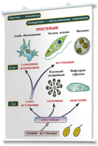 Плакаты по биологии для оформления кабинета. - fgospostavki.ru - Ейск