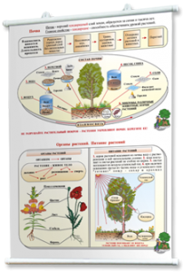 Плакаты по природоведению 2-3 классы. Для оформления кабинета. - fgospostavki.ru - Ейск