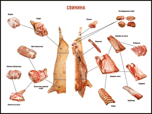 Таблица "Правила разделки мясных туш. Свинина" (100х140 сантиметров. винил) - fgospostavki.ru - Ейск