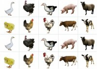 Комплект карточек "Запоминай, играй, считай" - Домашние животные - fgospostavki.ru - Ейск