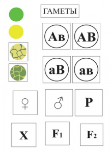 Модель-аппликация Дигибридное скрещивание и его цитологические основы - fgospostavki.ru - Ейск