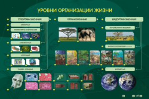 Электрифицированный стенд "Уровни организации жизни" - fgospostavki.ru - Ейск