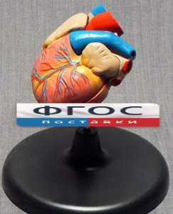 Модель "Сердце" (лабораторная) - fgospostavki.ru - Ейск