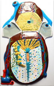 Модель барельефная "Долька печени" (макро-микростроение) - fgospostavki.ru - Ейск