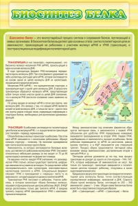 Стенд "Биосинтез белка" - fgospostavki.ru - Ейск