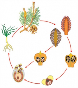 Модель-аппликация Размножение сосны - fgospostavki.ru - Ейск