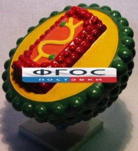 Модель "Вирус СПИДа" - fgospostavki.ru - Ейск