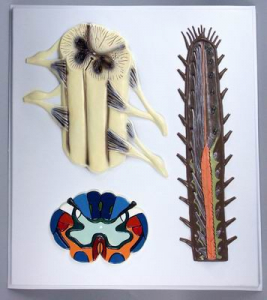 Модель барельефная "Строение спинного мозга" - fgospostavki.ru - Ейск