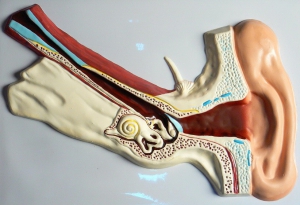 Модель барельефная "Ухо человека" (часть 1) - fgospostavki.ru - Ейск