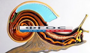 Модель барельефная "Внутреннее строение брюхоногого моллюска" - fgospostavki.ru - Ейск