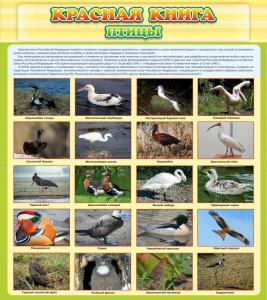 Стенд "Красная книга - птицы" - fgospostavki.ru - Ейск