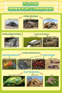 Стенд "Класс пресмыкающиеся" - fgospostavki.ru - Ейск