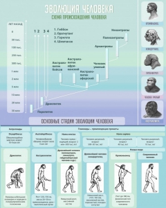 Стенд "Эволюция человека" Вариант 1 - fgospostavki.ru - Ейск