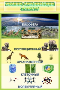 Стенд "Уровни организации живого" - fgospostavki.ru - Ейск