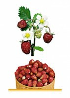 Комплект карточек "Запоминай, играй, считай" - Ягоды - fgospostavki.ru - Ейск