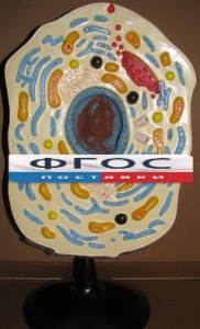 Модель "Клетка животного" - fgospostavki.ru - Ейск