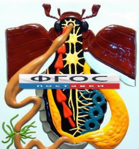 Модель барельефная "Внутреннее строение жука" - fgospostavki.ru - Ейск