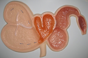 Модель барельефная "Желудок жвачного животного" - fgospostavki.ru - Ейск