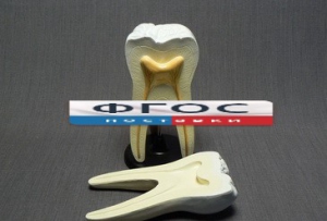 Модель "Строение зуба" - fgospostavki.ru - Ейск