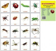 Раздаточные карточки "Насекомые" - fgospostavki.ru - Ейск