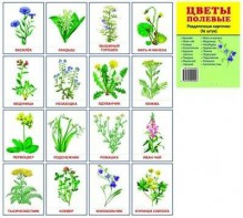 Раздаточные карточки "Цветы полевые" - fgospostavki.ru - Ейск