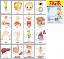 Раздаточные карточки "Тело человека" - fgospostavki.ru - Ейск