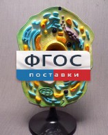 Модель "Клетка растения" - fgospostavki.ru - Ейск
