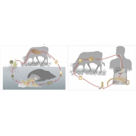 Модель-аппликация Цикл развития бычьего цепня и печеночного сосальщика - fgospostavki.ru - Ейск