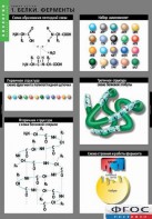 Комплект таблиц. Биология. Химия клетки. - fgospostavki.ru - Ейск