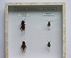 Коллекция энтомологическая "Половой диморфизм" - fgospostavki.ru - Ейск